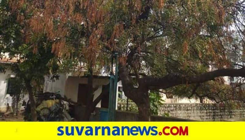 Thousands of Neem Trees Dry in Koppal District grg