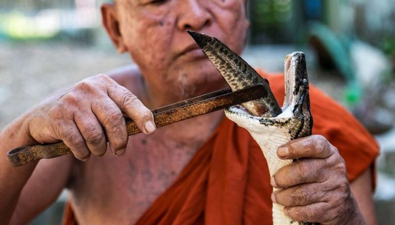 Myanmar monk creates refuge for snakes at monastery