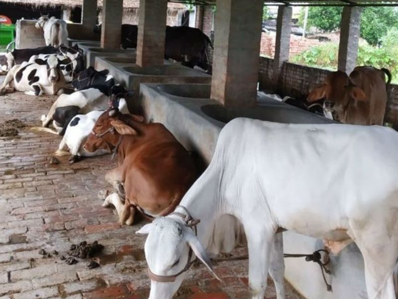 People of Mundri tribe provide security to the cows with AK 47 guns mrq