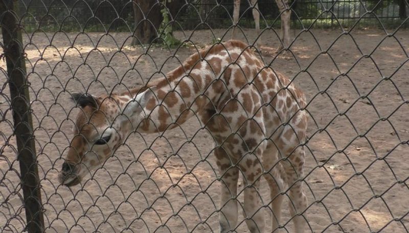 Giraffe dies of asphyxiation at Bannerghatta Biological Park   Bengaluru mah