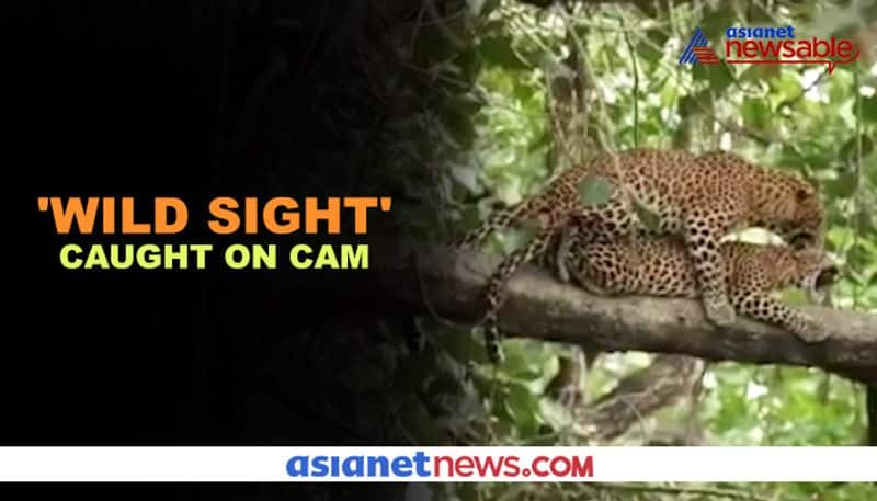 Leopards caught mating on tree branch; video goes viral - gps