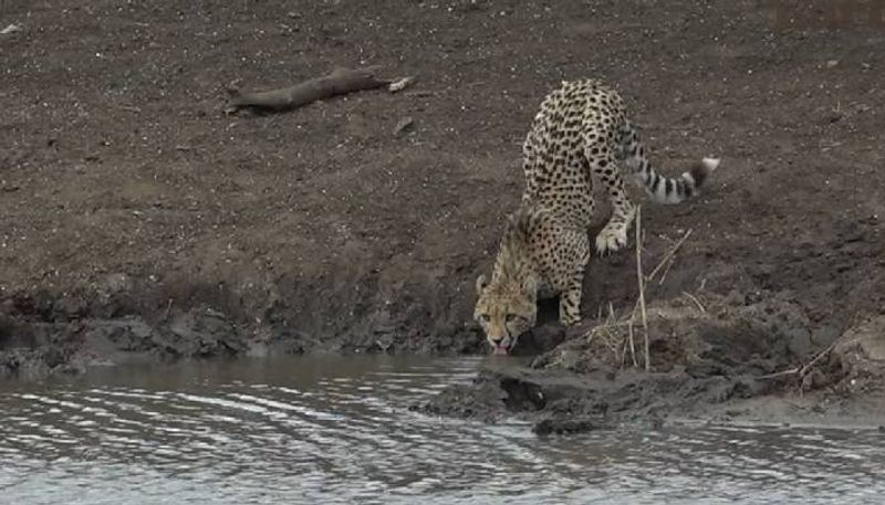 cheetah attacked by crocodile video viral