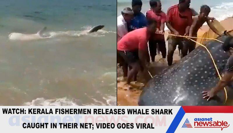 Watch Kerala fishermen releases whale shark caught in their net; video goes viral-tgy