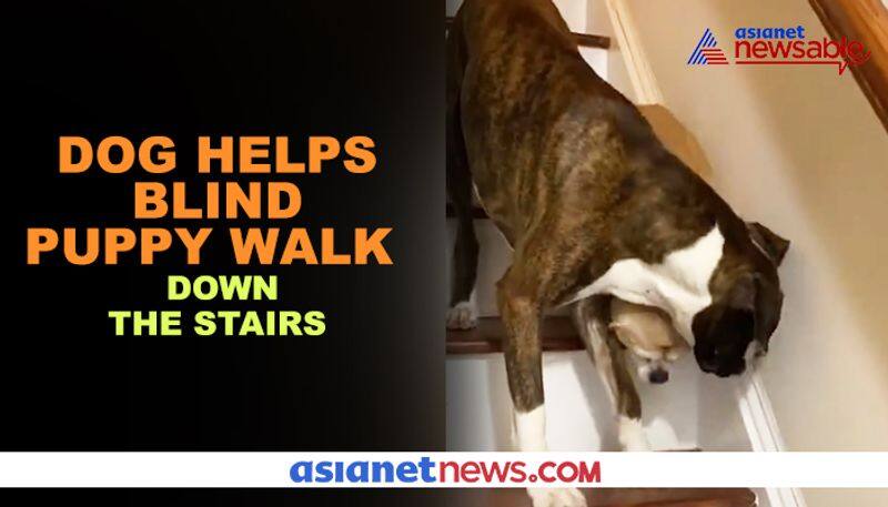 Dog helps blind puppy step down the stairs; video leaves netizens emotional - gps