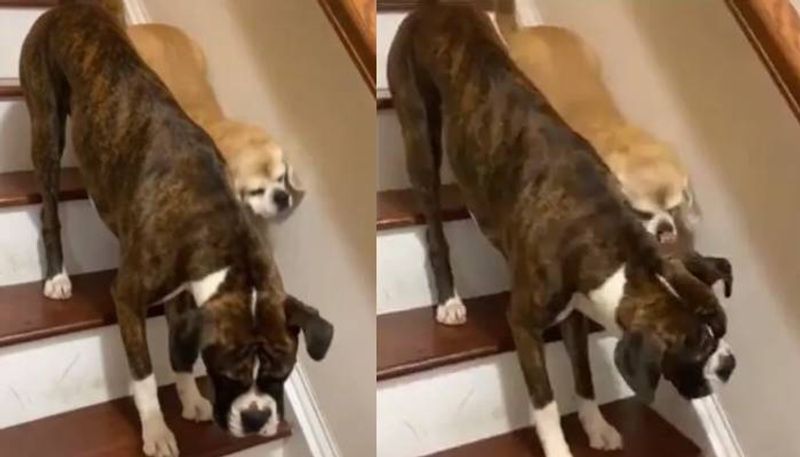 Dog helps blind puppy walk down the stairs