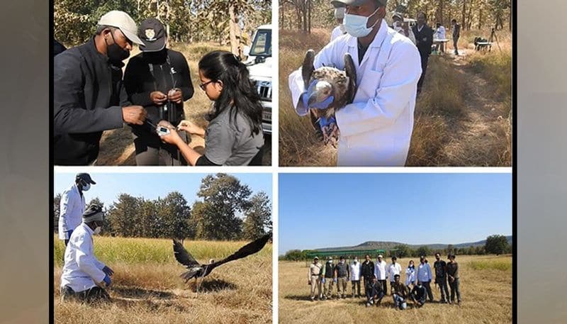 Panna Tiger: Red-Headed vulture GPS-tagged and released