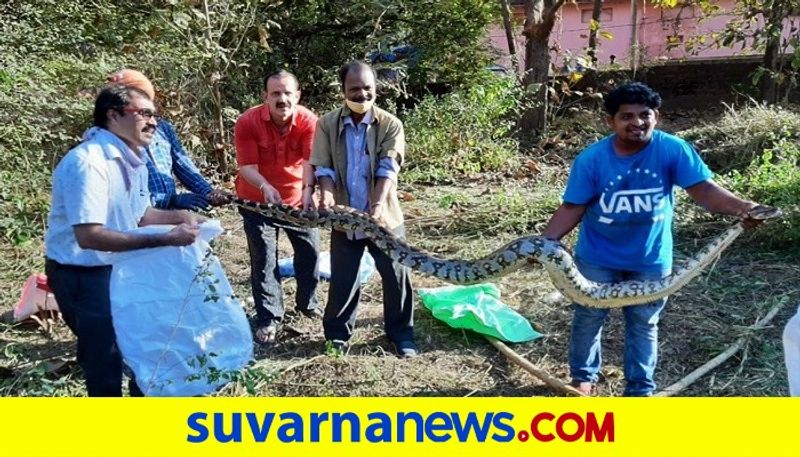 Four Pythons found In One Place at Udupi rbj