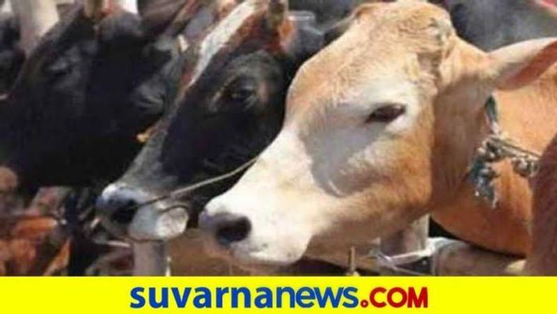 Brutally Attack On 3 Cow in Gadag  snr