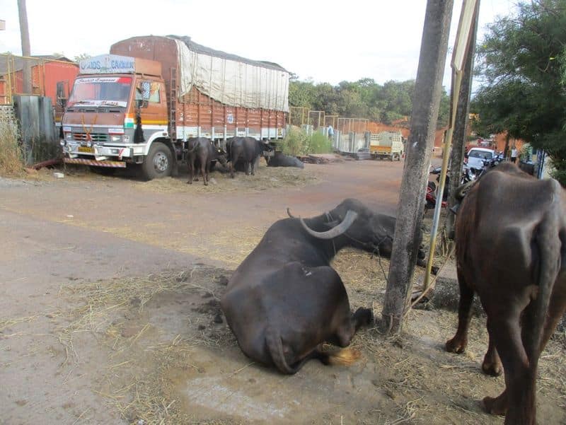 Police Protection to Buffalos in Yellapura in Uttara Kannada District grg