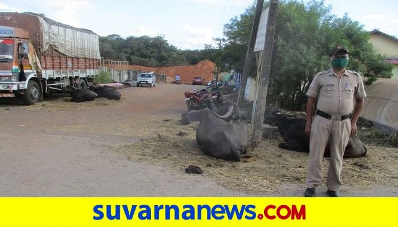 Police Protection to Buffalos in Yellapura in Uttara Kannada District grg