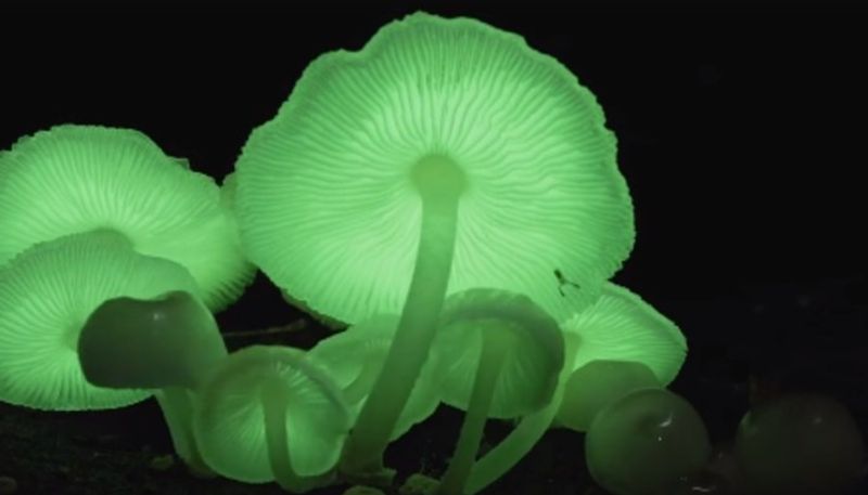 researchers found glowing mushrooms for the first time in india