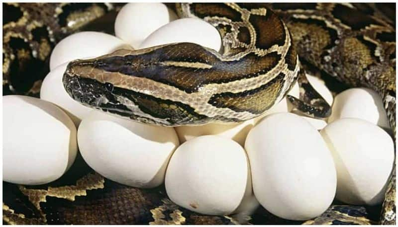 Florida may soon encourage you to eat invasive pythons