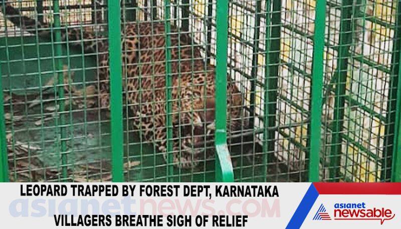 Leopard trapped by forest dept, Karnataka villagers breathe sigh of relief-ycb