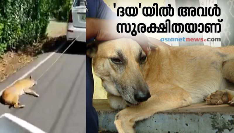 dog dragged at kochi is now safe in daya animal shelter home