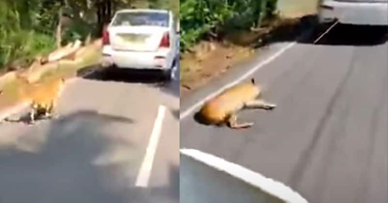 Kerala police arrest car driver for dragging tied dog 2 ckm