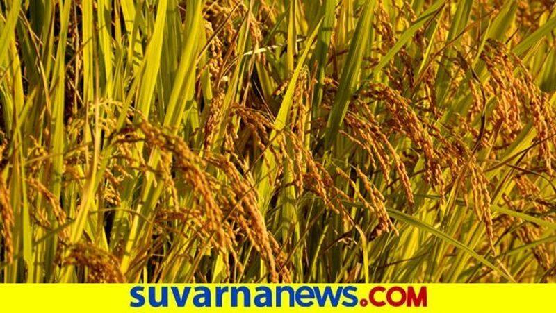 Farmers Loss 12 Acres Of Paddy Crop  From cigarette Fire in Udupi snr