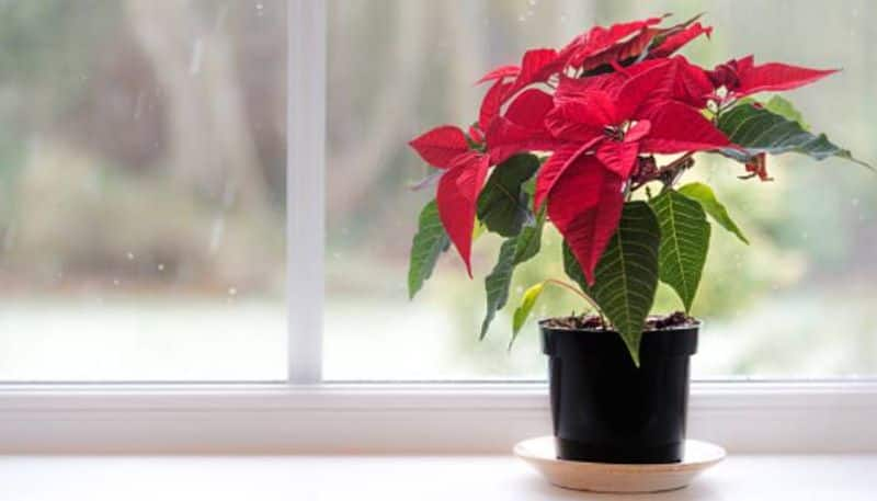 how to grow Poinsettia