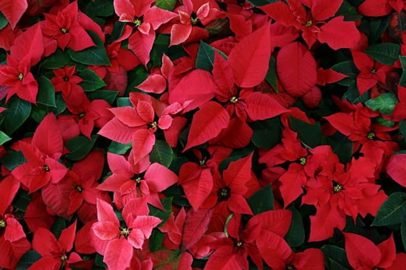 how to grow Poinsettia