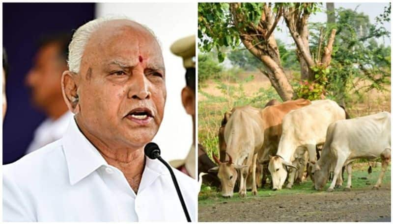 Anti cow Slaughter Bill Farmers urge Government Must Buy Aged Cattle ckm