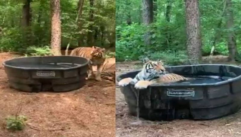 tiger in a bathtub video viral