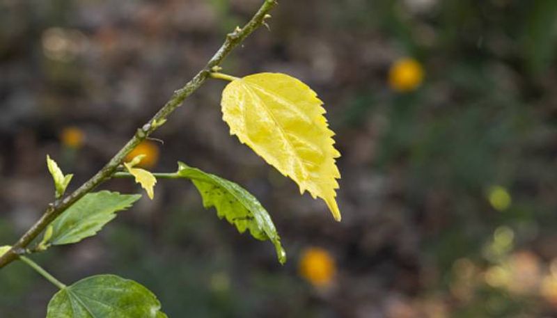 leaf drop causes