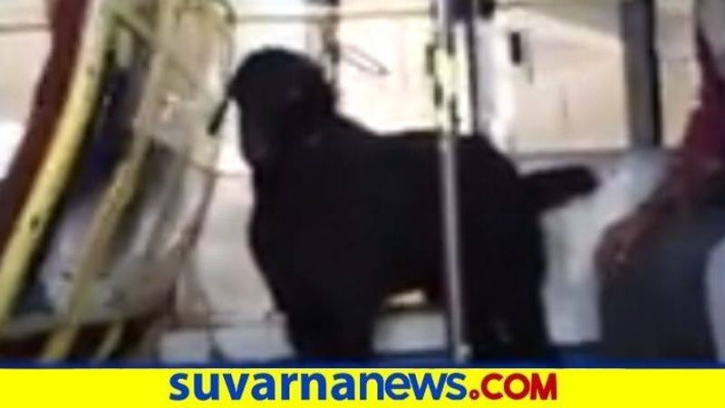 Goat travels in private bus in Shivamogga snr