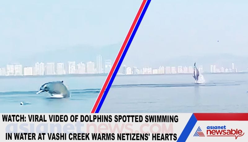 Watch Viral video of dolphins spotted swimming in water at Vashi creek warms netizens' hearts-tgy