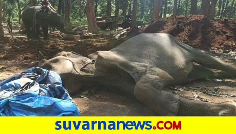 85 year old geeta elephant dies at Shivamogga sakrebyle camp rbj