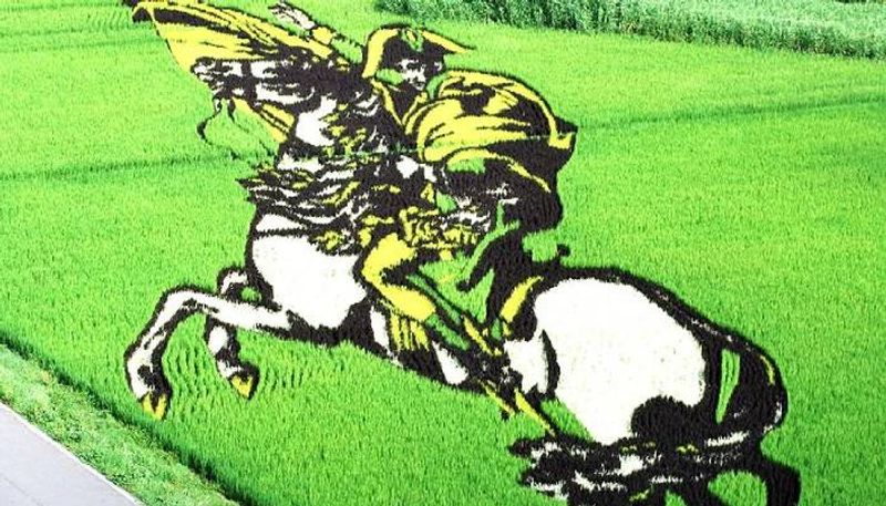 Rice paddy art of japan village