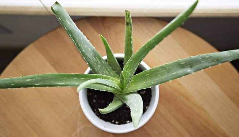 is aloe vera poisonous to pets