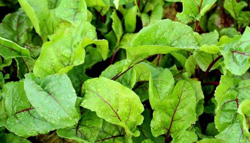 harvest beetroot greens