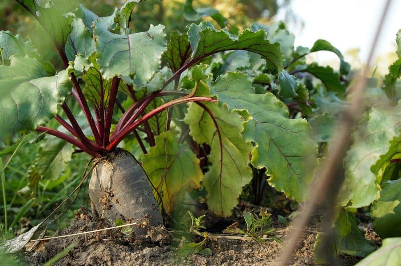 harvest beetroot greens