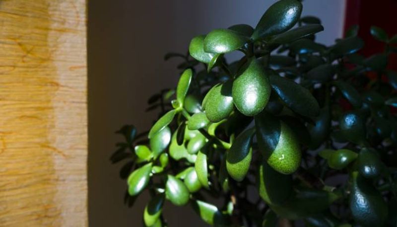 jade plant leaves dropping off