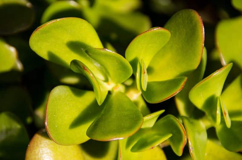 jade plant leaves dropping off