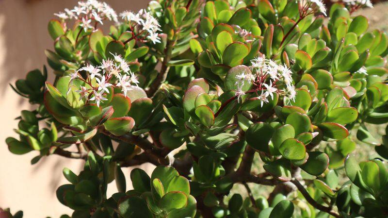 jade plant leaves dropping off