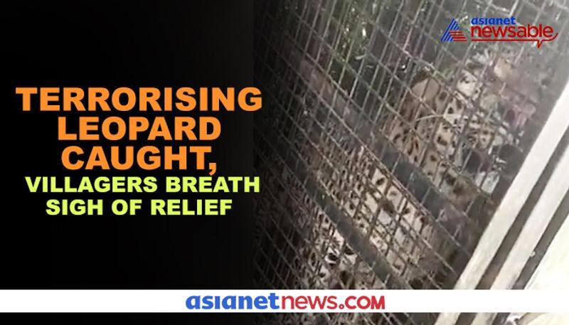 Terrorising leopard caught, villagers breath sigh of relief - ycb