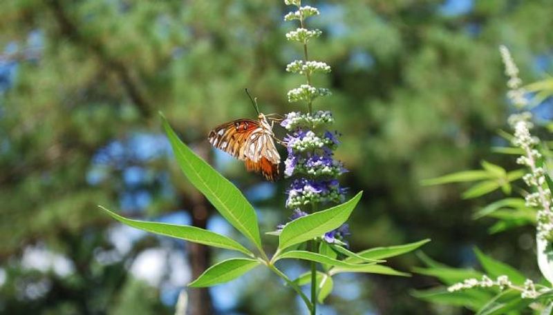 how to grow vitex flowers