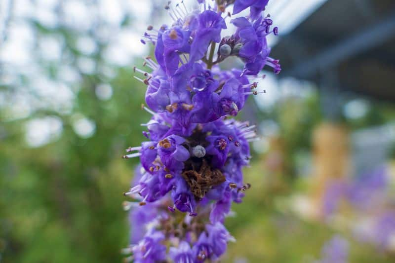 how to grow vitex flowers