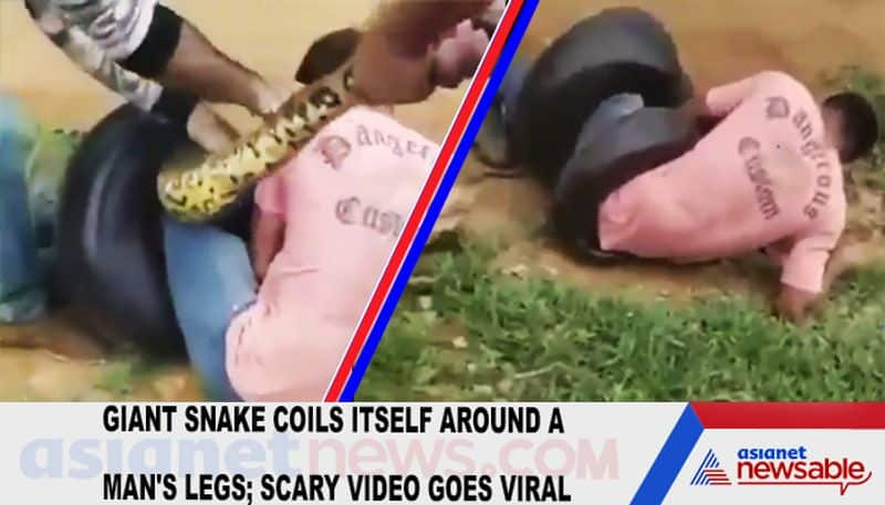 Giant snake coils itself around a man's legs; scary video goes viral-TGY