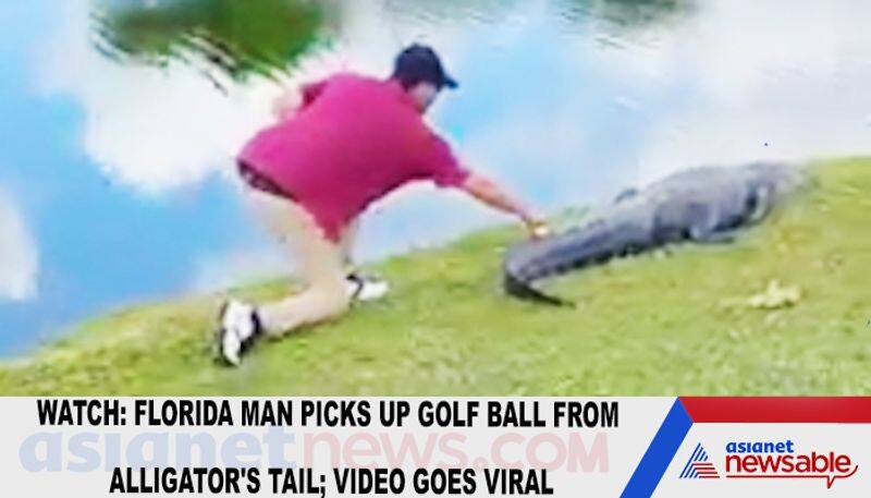 Watch Florida man picks up golf ball from alligator's tail; video goes viral-tgy