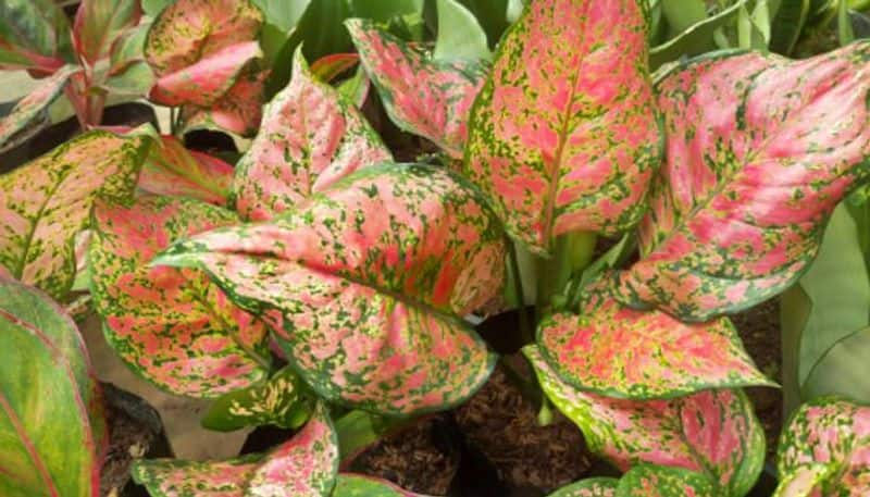 how to grow chinese evergreen indoor