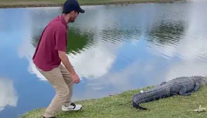 Florida Man Picks Up Golf Ball From Alligators Tail