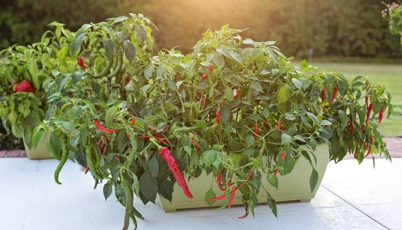 caring of hot pepper in winter