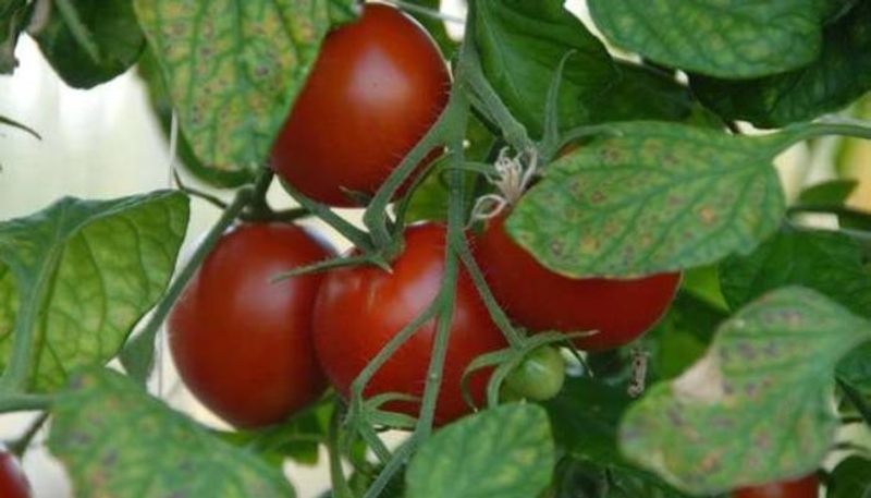 you can grow these tomatos in winter