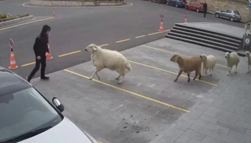 residents attacked by a wing of goat sheep and lambs