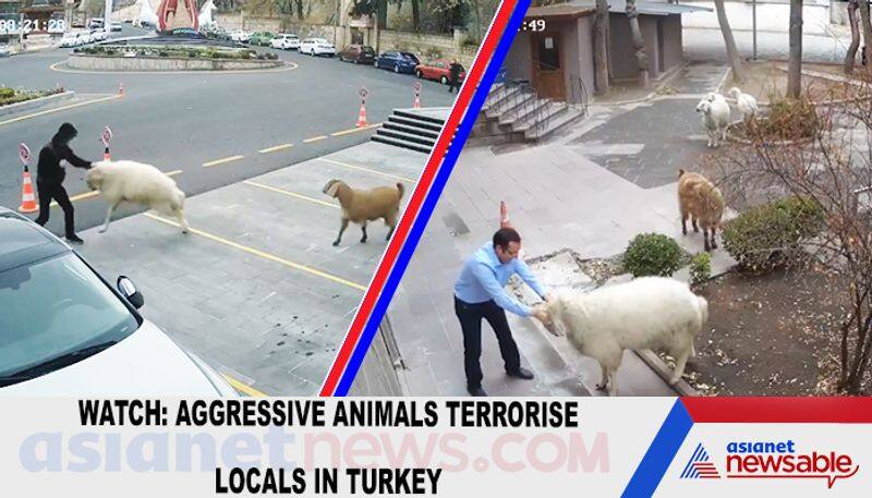 Watch Aggressive animals terrorise locals in Turkey-TGY