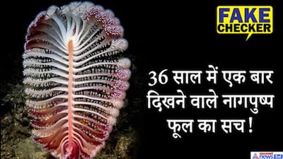 Fact Check: 36 साल में खिलने वाला दुर्लभ फ़ूल है ये नागपुष्प? तस्वीर देख दंग हुए लोग जानें सच्चाई