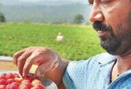 Hard work pays off! Quitting construction work, Sasidhar grows strawberries, earns handsome profits