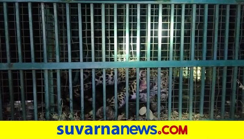 Leopard Trappped in to the Cage in Gangavati in Koppal District grg