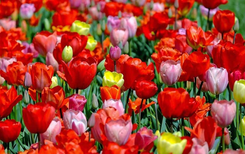 how to grow tulip